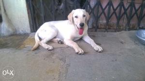 Kci register 5 months Labrador male puppy for