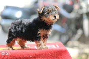 Kci tea cup size yorkshire male and female puppy one month