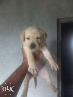 Lab lab lab other all breeds also available