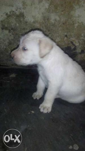 Lab male pup for sale age 33 din