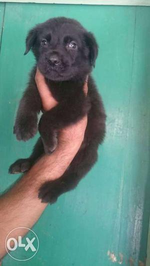 Lab pup for sale male and female male  female
