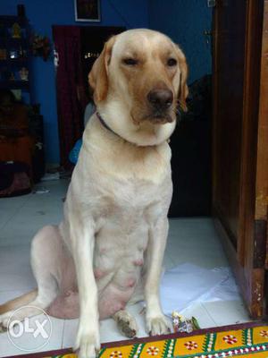 Lab puppies for sale white and black