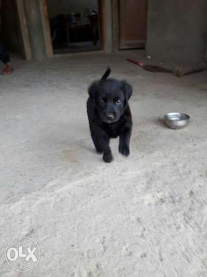 Labera female 1 month old