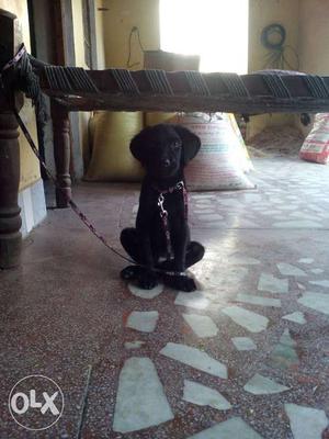 Labraa dog only 34days baby... With Good maners.