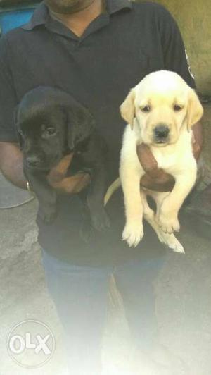 Labrador German shepherd other all brees pupps available