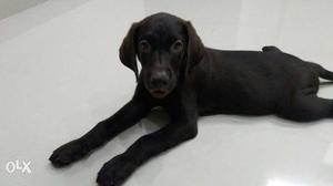 Labrador Retriever Puppy Chocolate 2.5 Months Male