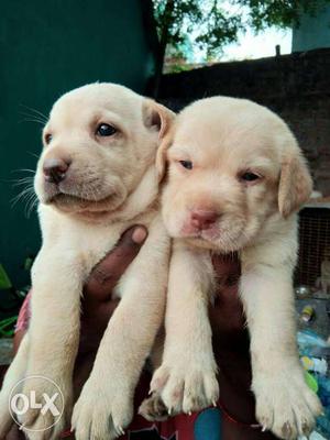 Labrador apple head carrot tail pups available