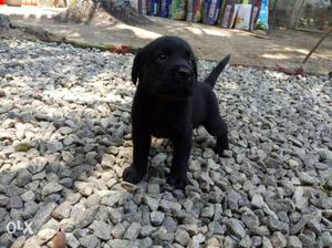 Labrador black Total price  for those two dogs