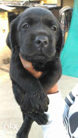 Labrador black color puppies available sure