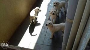 Labrador female puppies at best price for loving