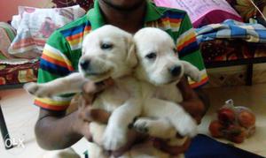 Labrador female puppy available