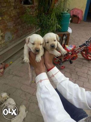 Labrador puppies available in males  female  cream n