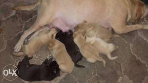 Labrador puppy birth day 15th April  price