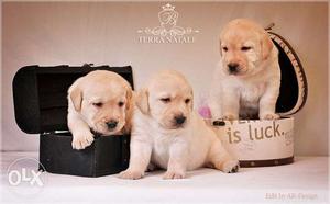 Labrador show black Supers color best quality in best price