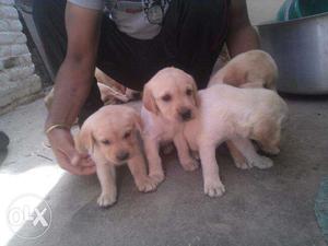 Labradore puppies available male  Female 