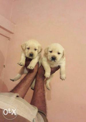 Labradore puppies available pure breed quality