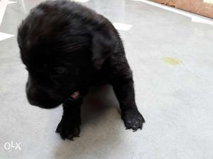 Labradour black male puppy..25 day old..very