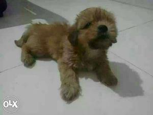 Lhasa abso Gold coler puppy.. aig 90 days..no KCI
