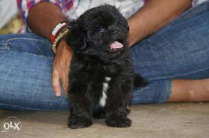 Lhasa apso black puppy