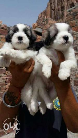 Lhasa apso puppies available all breeds puppies