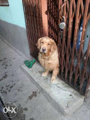 Light Dark Golden Retriever