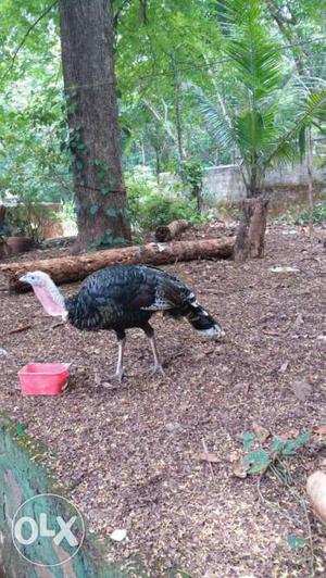 Male Black Feathered Turkey, 6 months old
