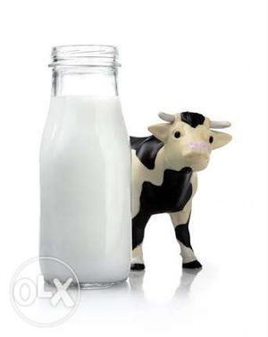 Milk wanted (buffelow or cow)
