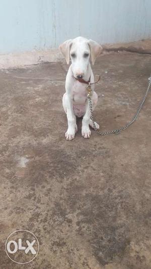 Mudhol Hound 3 months male puppy