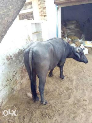 Murra male buffallo