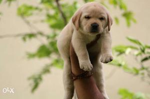 New delhi kennel all dog breeds available. Grab your deal