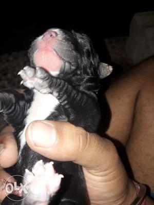 Newly born heavy bone pitbull terrier. Only for