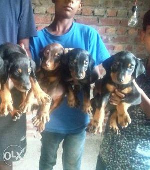 O6 Doberman puppy 35 days old pure breed