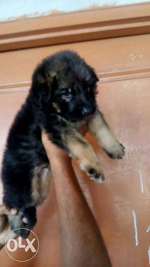 O6 German Shepherd Double coat male