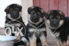 OUR KENNEL || Healthy - GSD - Top Pups For Sell