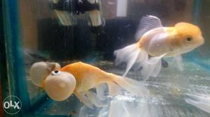One 1foot aquarium and 5 nice active goldfish