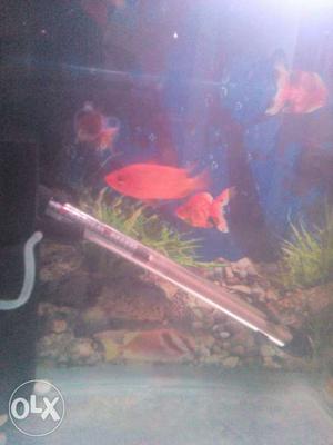 One Redparrot fish and red devil fish