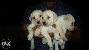 Only male labrador puppies available