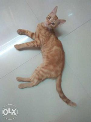 Orange Brown Coated Male Cat 9 month old