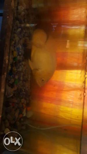 Oscar Albino Yellow Fish