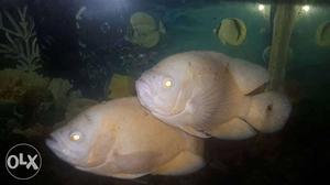 Oscar Fish Breeding pair