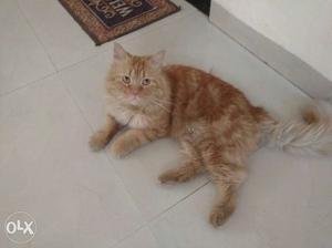 Pair of Imported breed of Persians CAT at very