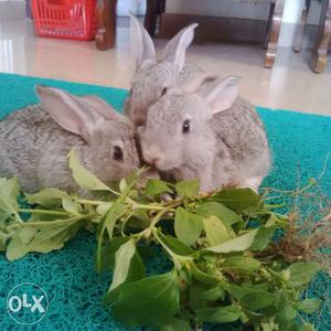 Pair of rabbits for sale