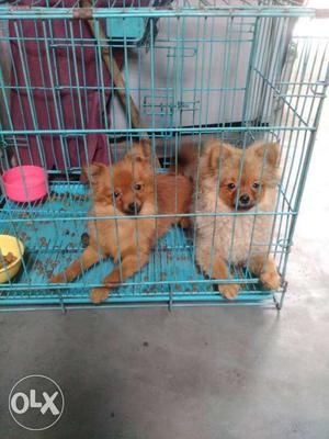 Pair toy pom male FM for sale