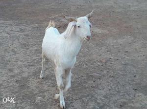 Patira male goat 4daanth