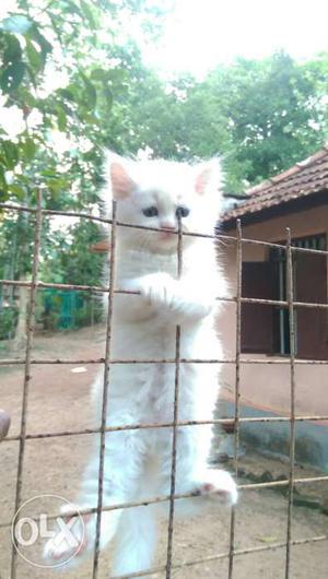 Persian cat kitten.orginal breed. good