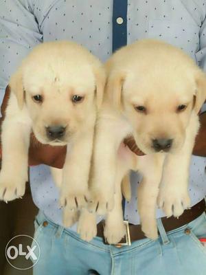 Pet center labrador pups available