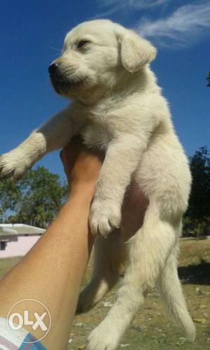 Pet quality Labrador puppies available at Jaipur