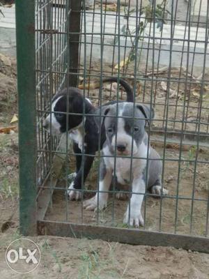 Pitbul puppies for sale, one month old
