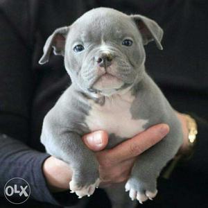 Pocket size American bully puppies oppo line