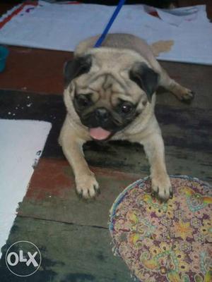 Pug female 14 month old come to heat